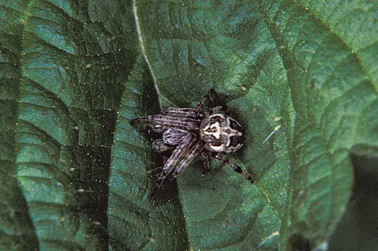 Larinioides_cornutus_P1063_Z_75_Les Gris_Frankrijk.jpg